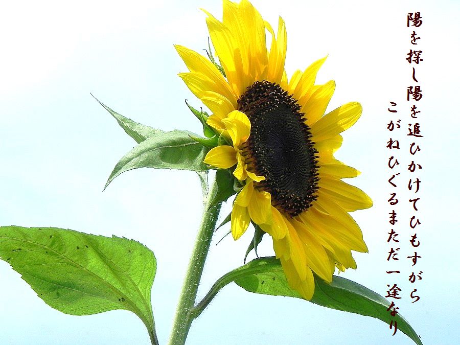 c0187781_9191873.jpg