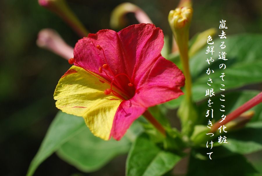 c0187781_925912.jpg