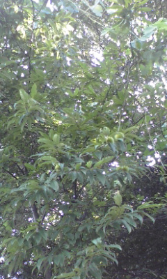 e0054290_23161081.jpg