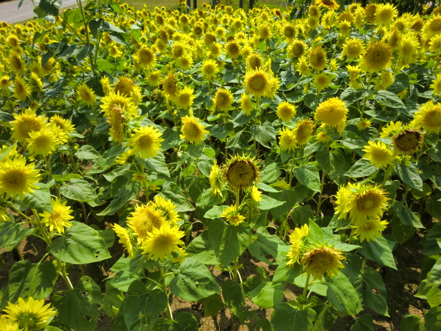 淡路島の夢舞台 ひまわりの花 ゆきんこさんの日記