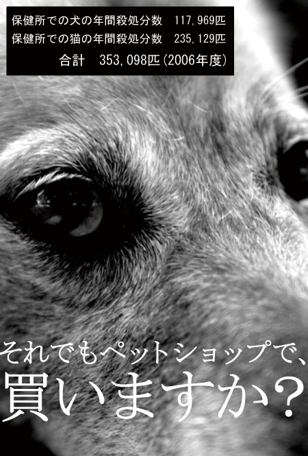 5年に一度の動物愛護法改正_e0163202_75733.jpg