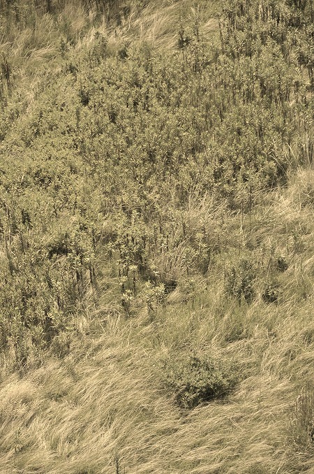 b0128609_16404868.jpg