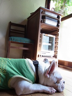 看板犬ぶーこ_c0201910_17295335.jpg