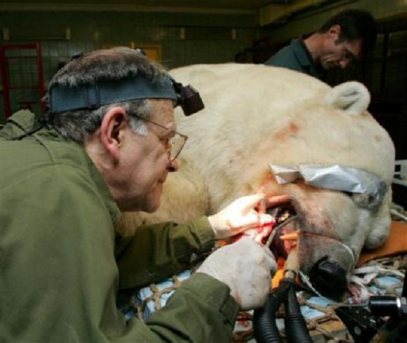 モスクワ動物園 ウランゲリ 旭山動物園イワンの父 の虫歯治療 動物歯科医チームの活躍 Polarbearology Conjectaneum モスクワ動物園 ウランゲリ 旭山動物園イワンの父 の虫歯治療 動物歯科医チームの活躍 Polarbearology Conjectaneum
