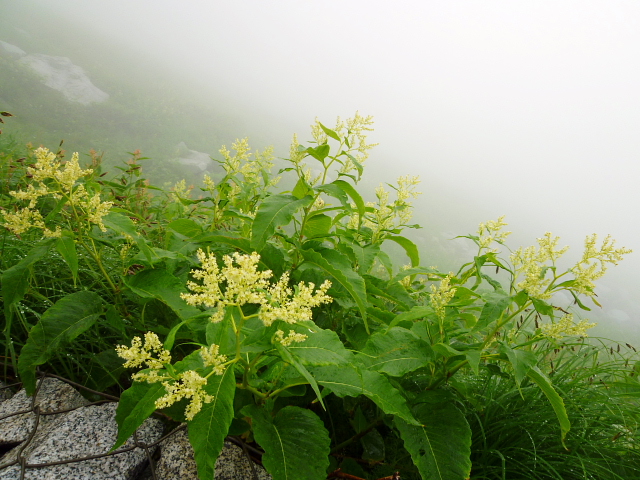 霧と雨の宝剣岳　2,931M　木曽駒ｹ岳 2,956M　に登る  _d0170615_193619.jpg