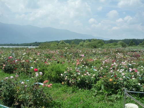 村田ばら園八ヶ岳農場 バラとオリーブを植えた男 村田ばら園八ヶ岳農場 バラとオリーブを植えた男