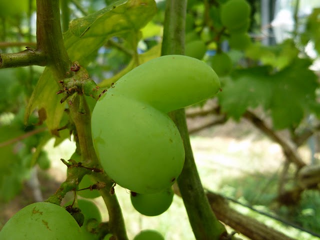 f0142721_23244244.jpg