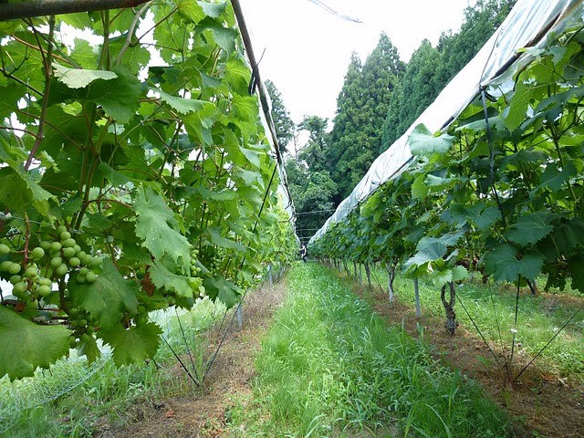 f0142721_2371538.jpg
