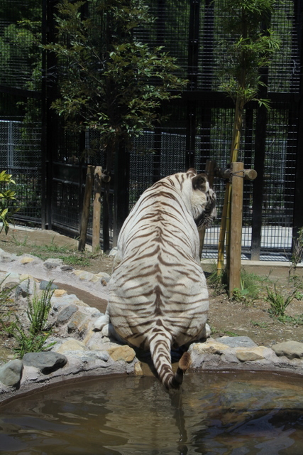 2011/07/21平川動物公園　ホワイトタイガー編_f0221023_22434763.jpg