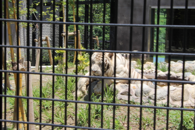 2011/07/21平川動物公園　ホワイトタイガー編_f0221023_22435513.jpg