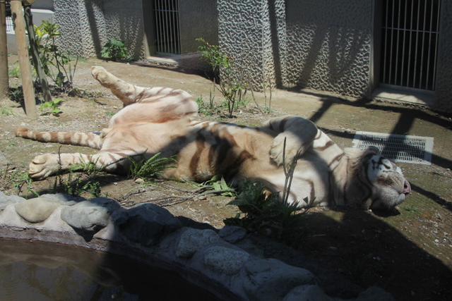 2011/07/21平川動物公園　ホワイトタイガー編_f0221023_22435565.jpg