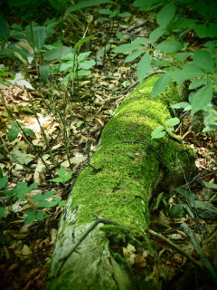 b0147224_12281474.jpg