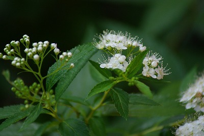 f0170524_13544888.jpg