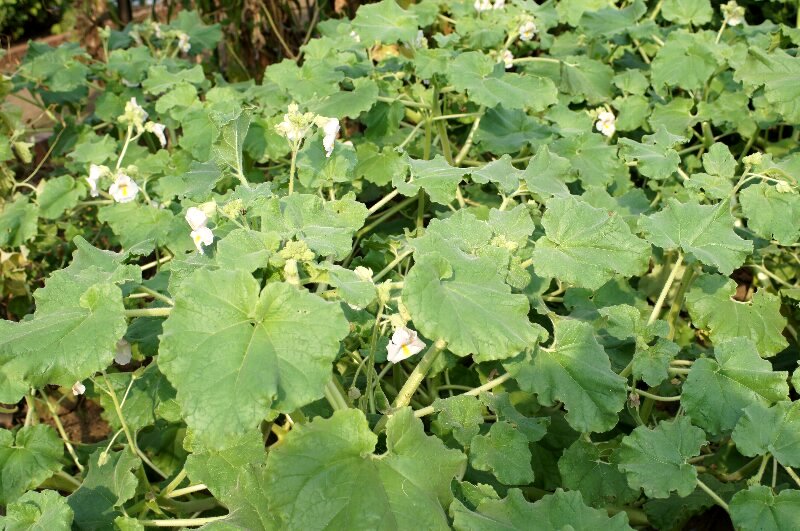 花は可愛いのに 悪魔の爪 と呼ばれます さんじゃらっと blog 花は可愛いのに 悪魔の爪 と呼ばれます さんじゃらっと blog