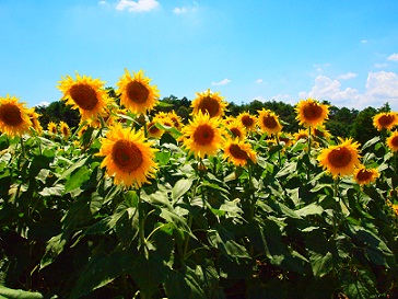 楽　し　い　夏　休　み　∞_a0163036_20185225.jpg