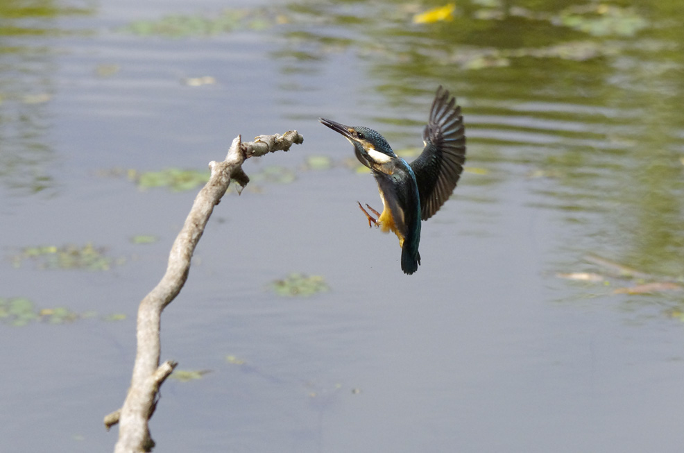 ご無沙汰のカワセミ_f0152939_17525161.jpg