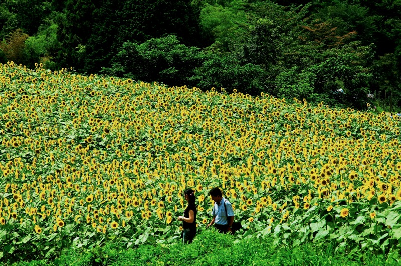 下伊那郡阿南町のひまわり畑_b0141043_2121012.jpg