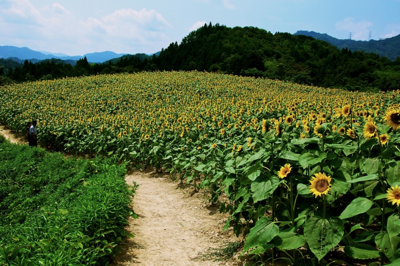 下伊那郡阿南町のひまわり畑_b0141043_212532.jpg