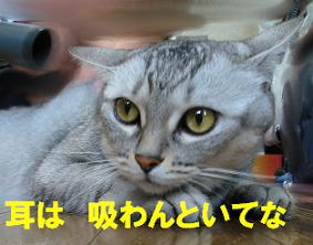 マイブーム?_f0002743_19421157.jpg