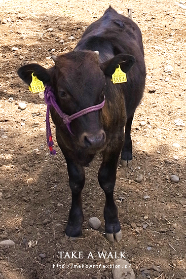 小値賀島の牛さんと、お散歩。_d0124248_12492972.jpg