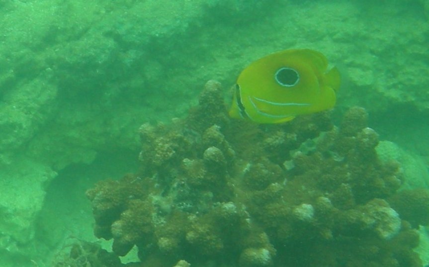 Reef fish of Okinawa_c0143750_10273756.jpg