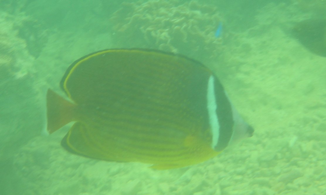 Reef fish of Okinawa_c0143750_10524660.jpg