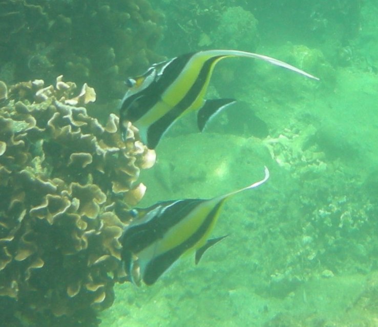 Reef fish of Okinawa_c0143750_11203874.jpg