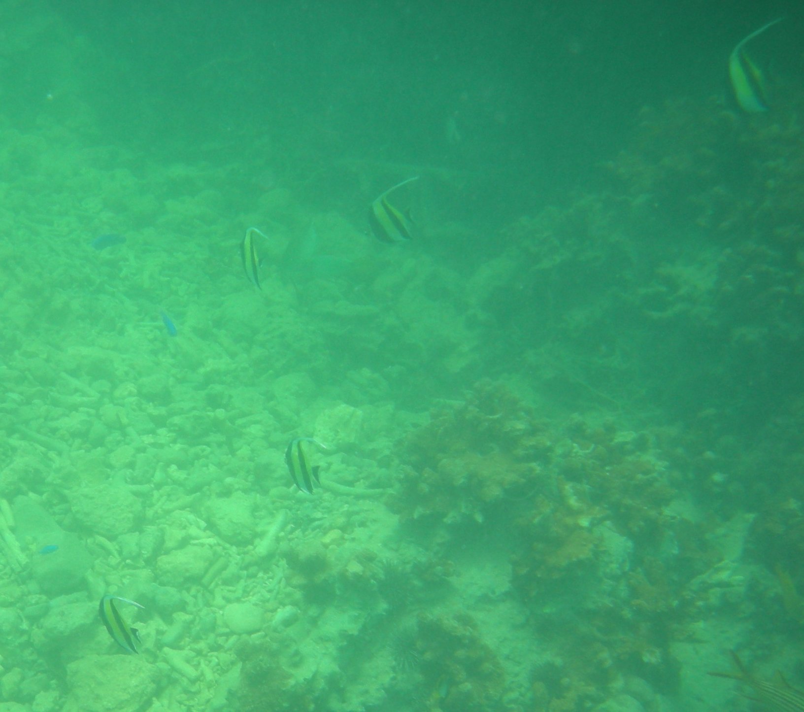 Reef fish of Okinawa_c0143750_20352088.jpg