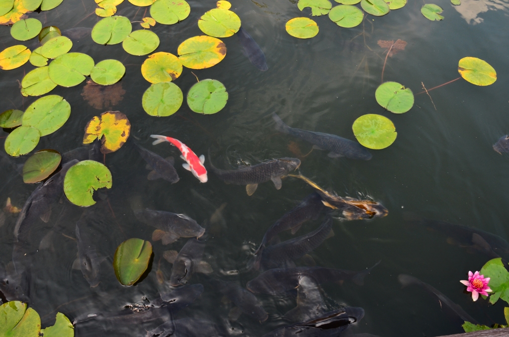 pond（室山アグリパーク）_e0223456_834290.jpg