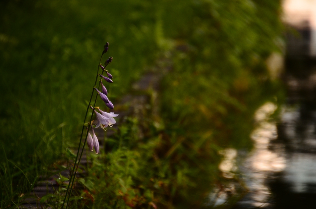 pond（室山アグリパーク）_e0223456_8345595.jpg