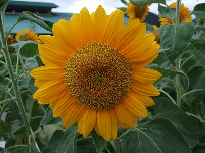 e0176158_09516.jpg