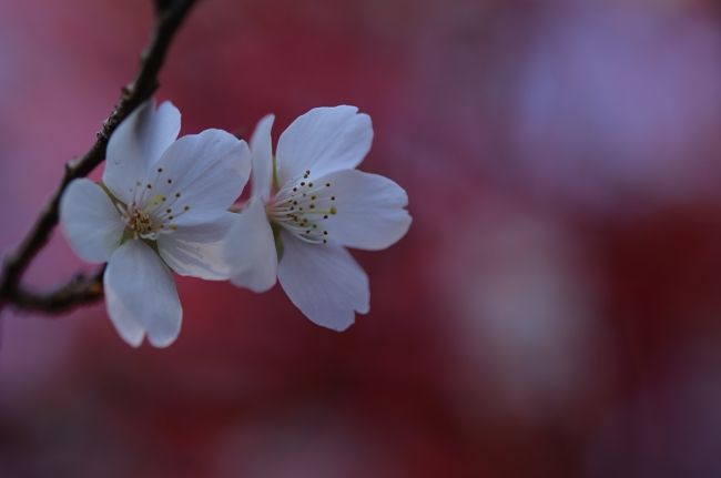 2010.11.20_ 紅葉の四季桜_d0187359_13383223.jpg