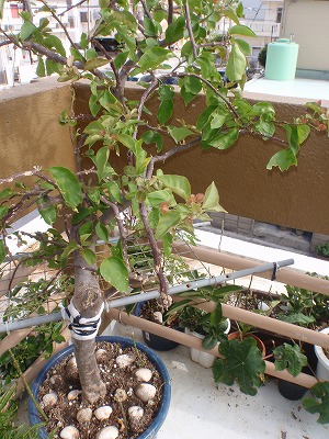 植木の手入れ_c0180460_1610122.jpg