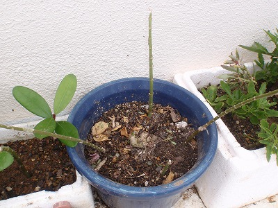 植木の手入れ_c0180460_16125536.jpg