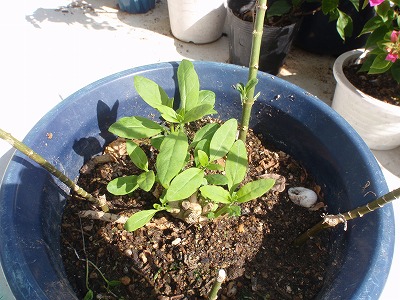 植木の手入れ_c0180460_16132856.jpg
