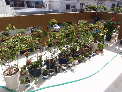 植木の手入れ_c0180460_1626234.jpg