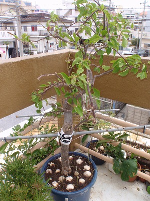 植木の手入れ_c0180460_1691637.jpg