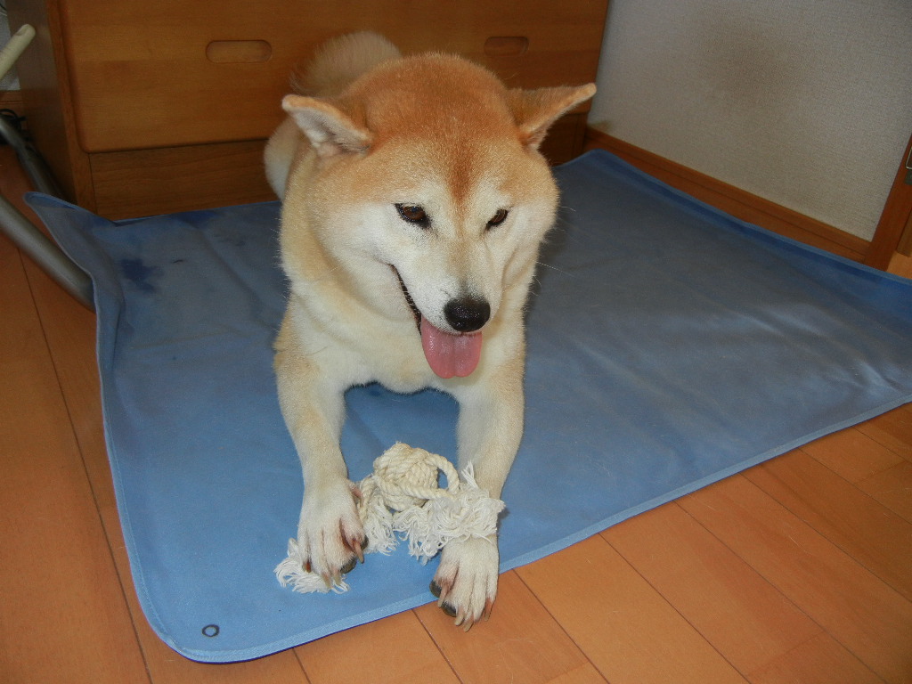 ’11、8月18日(木)ブルーベリーが沢山!_f0060461_12545076.jpg