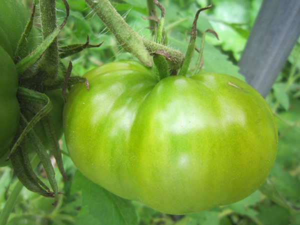 トマト_d0231263_2343267.jpg