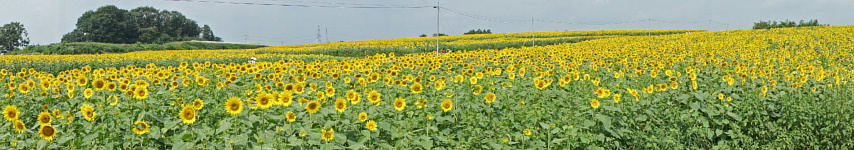 ひまわりの丘（宮城県大崎市）_e0006964_2137277.jpg