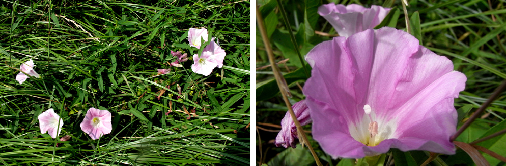 土手の草花　　夏編_e0235964_1801447.jpg