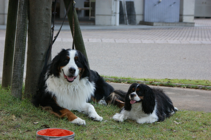 一日目　徳島県・穴吹川＆四国三郎の郷_f0161964_20415812.jpg