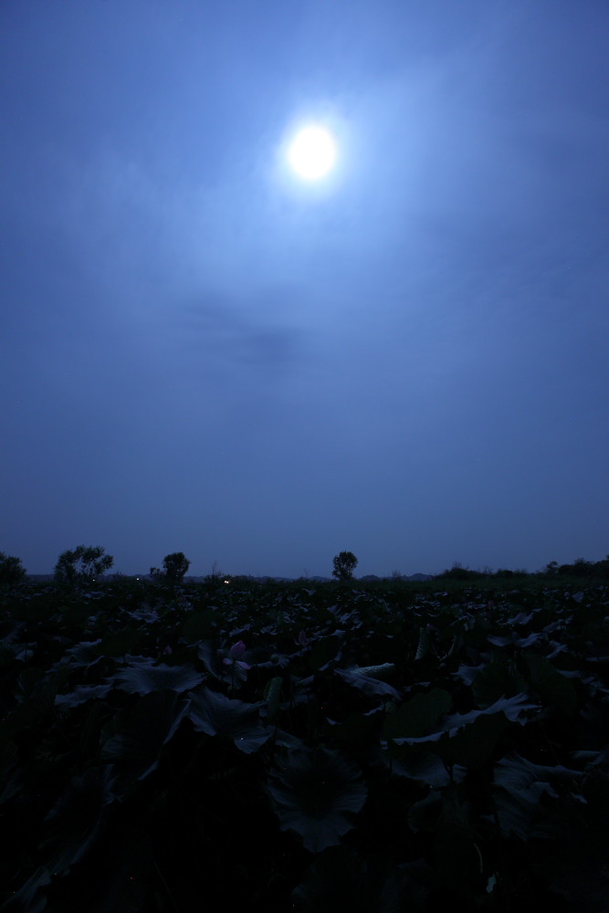蓮と月光_b0191074_13263716.jpg
