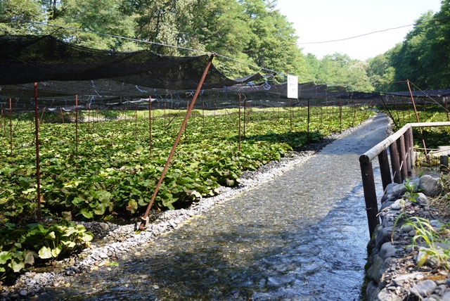 a0127090_2032333.jpg