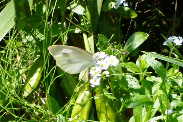 a0127090_2053756.jpg