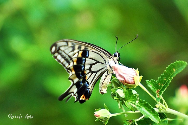 a0146195_13329.jpg