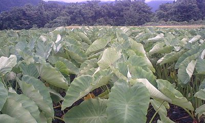 c0163102_19375569.jpg