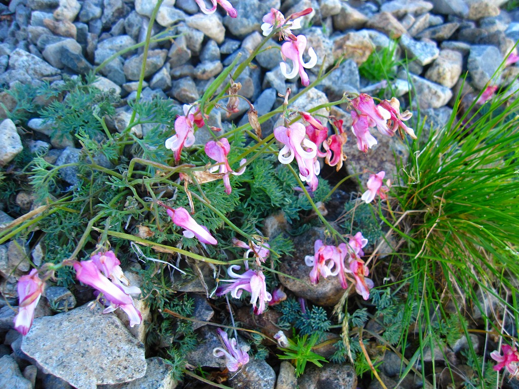 蓮華温泉～小蓮華山～白馬岳～雪倉岳～朝日岳～蓮華温泉　周遊　　二日目　23.08.13～15　_b0124306_19162.jpg