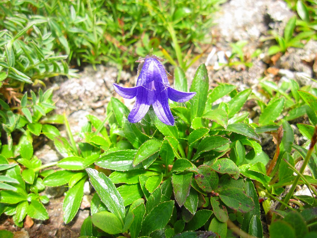 蓮華温泉～小蓮華山～白馬岳～雪倉岳～朝日岳～蓮華温泉　周遊　　二日目　23.08.13～15　_b0124306_2246428.jpg