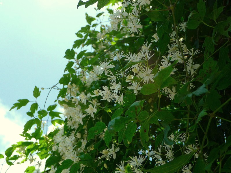 夏に咲く白い花 センニン草 白壁荘だより 天城百話